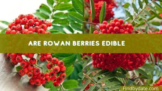 Rowan berries