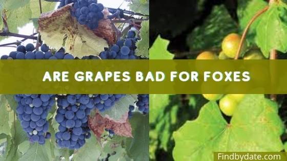 Fox Grape