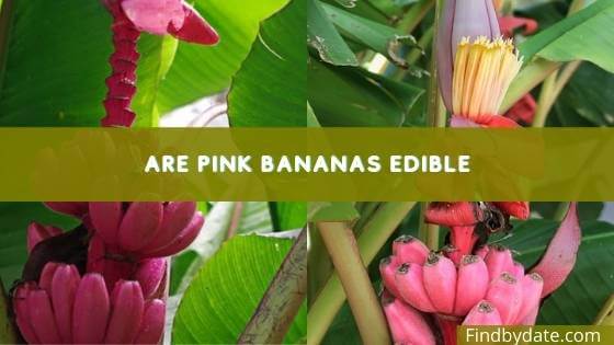 Pink bananas