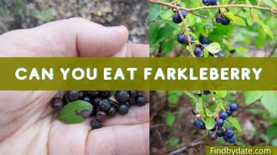 How Farkleberry look like?