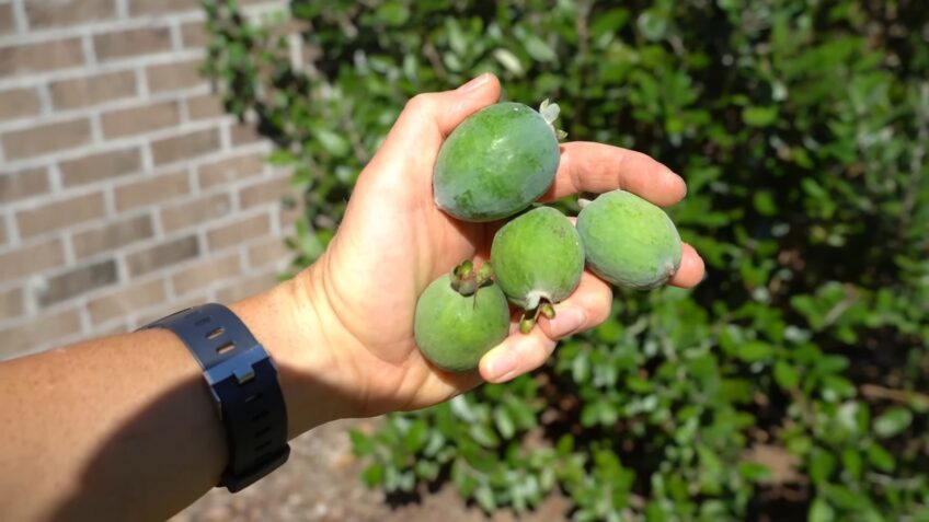 Feijoa 