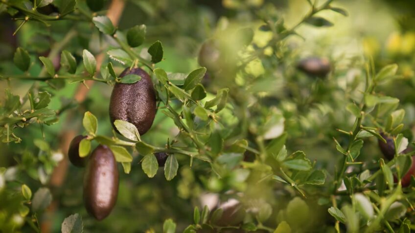 Finger Lime