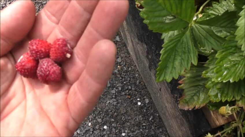 Forest Strawberries