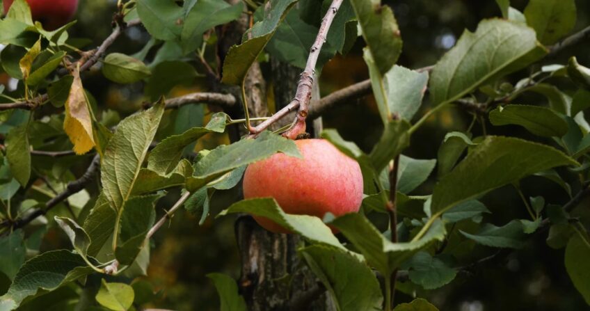 Fuji Apple