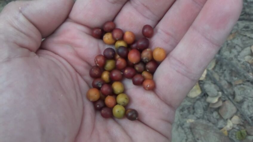 Hackberry Fruit