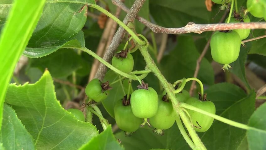 Hardy Kiwi Fruit