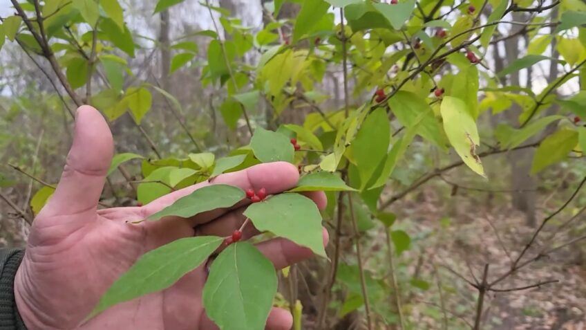 Honeysuckle Fruit