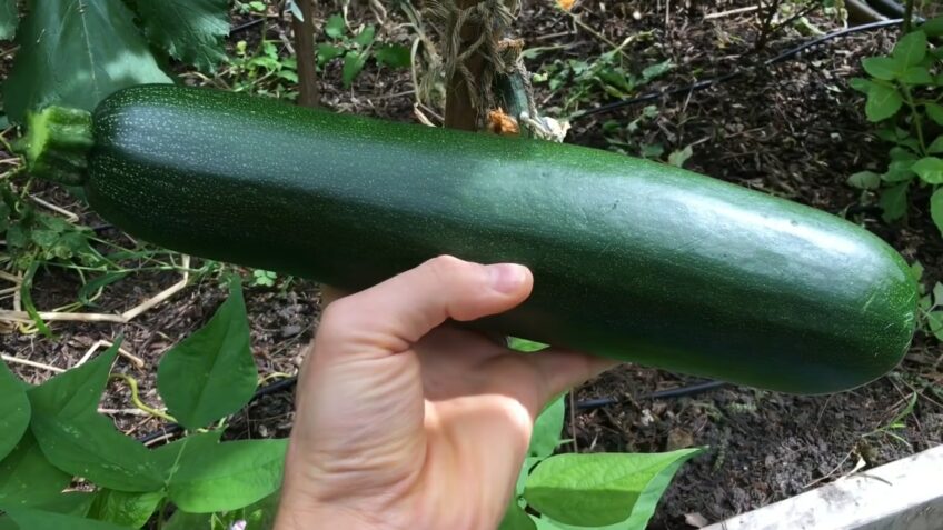 How Do You Know When Zucchini Is Bad
