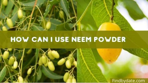 What is Neem fruit called