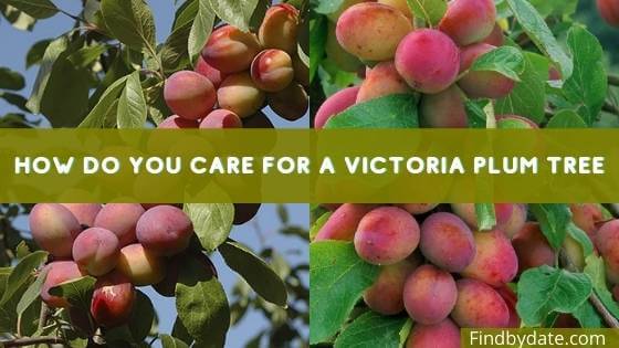 Victoria plum