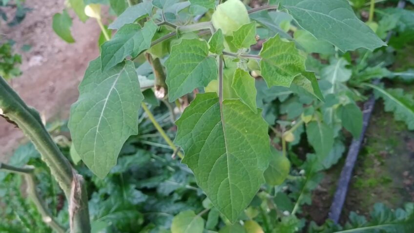 Husk Tomato Fruit