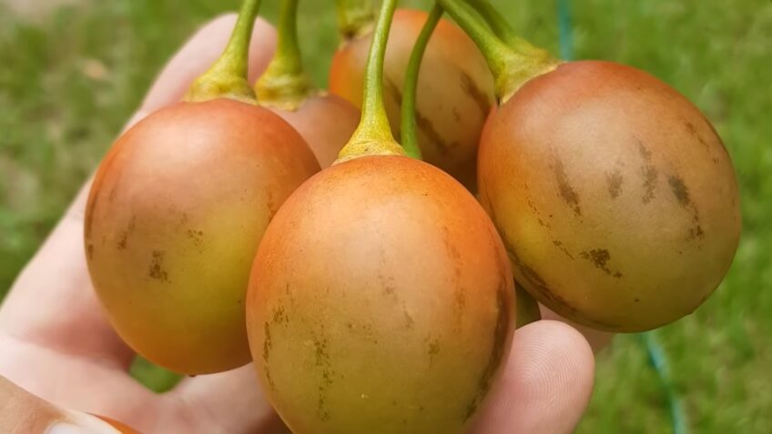 Naranjila Fruit