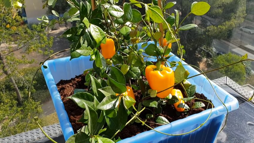 Pepper Mango Hybrid