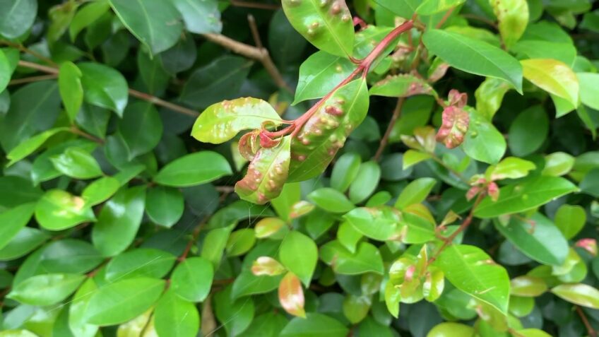 Syzygium fibrosum