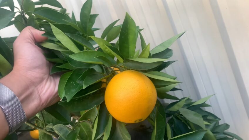 Valencia Orange Tree