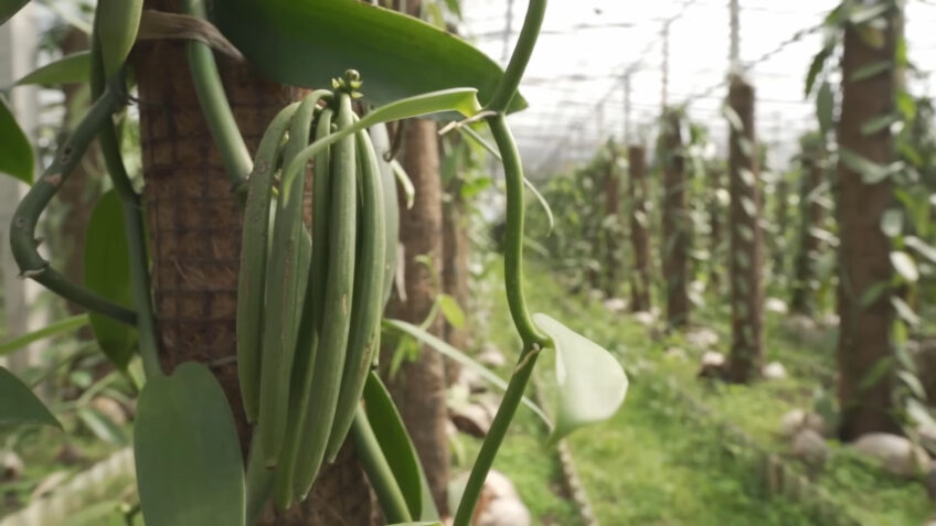 Vanilla Fruit