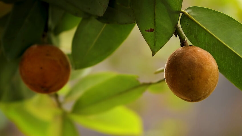 Velvet apple tree