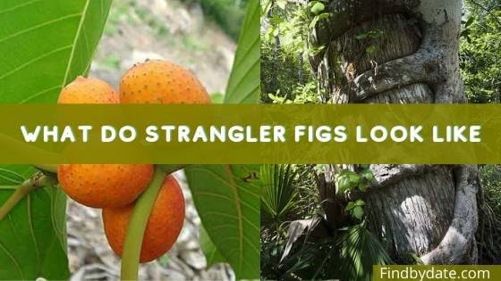 strangler fig tree