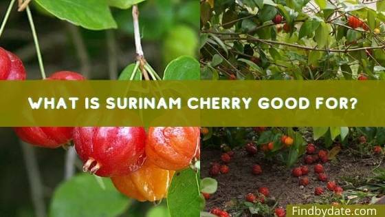 Florida Cherry scientific name