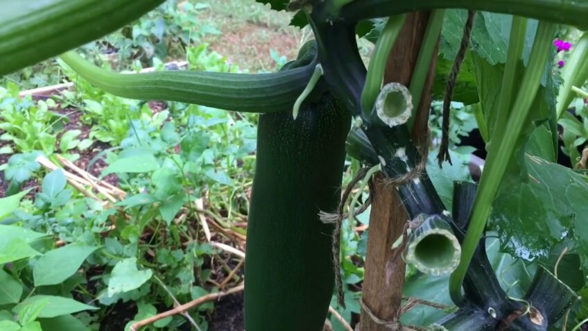 grow zucchini successfully