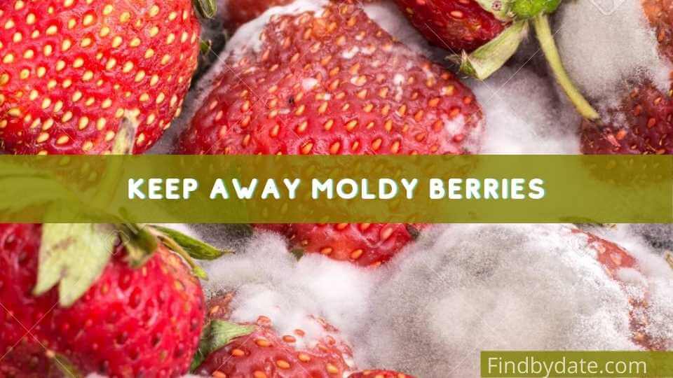 Don't purchase moly berry