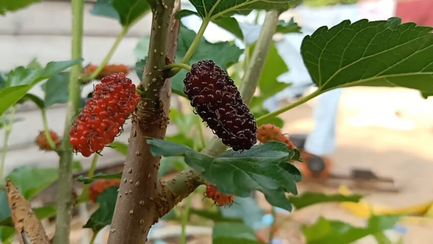 malayan Mulberry