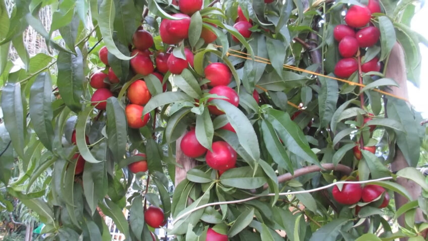 nectarine fruit