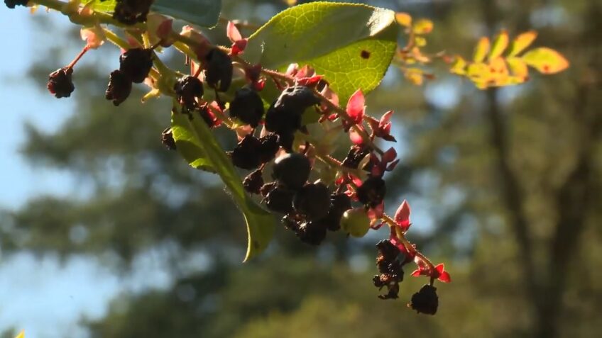 salal Berries