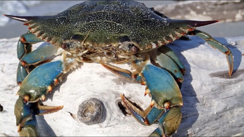 Facts_ The Blue Crab