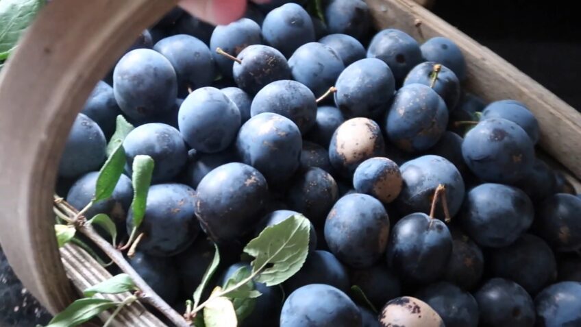 How To Freeze Damsons