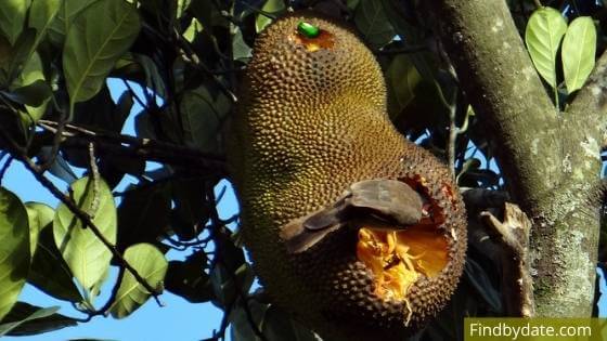 How to tell if jackfruit has gone bad