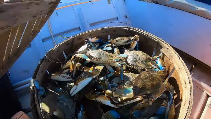 blue crabs