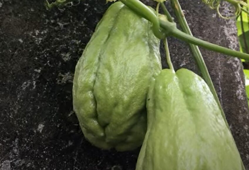 Chayote Squash