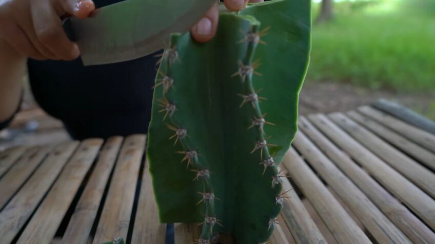 Eating Pedro cactus