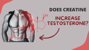 Creatine Increases Testosterone - Man Health
