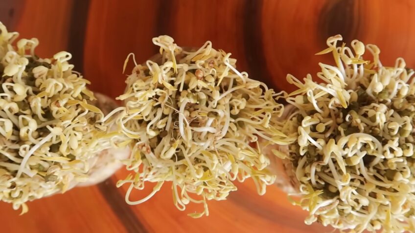 Down Effects - Mung Bean Sprouts