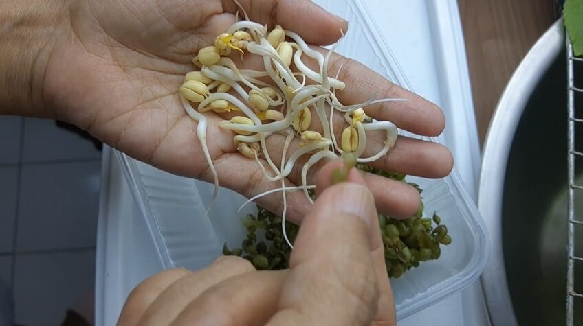  Mung Bean Sprouts