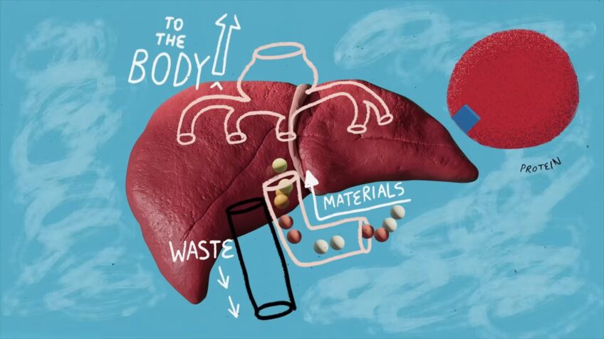 Liver Working Animated