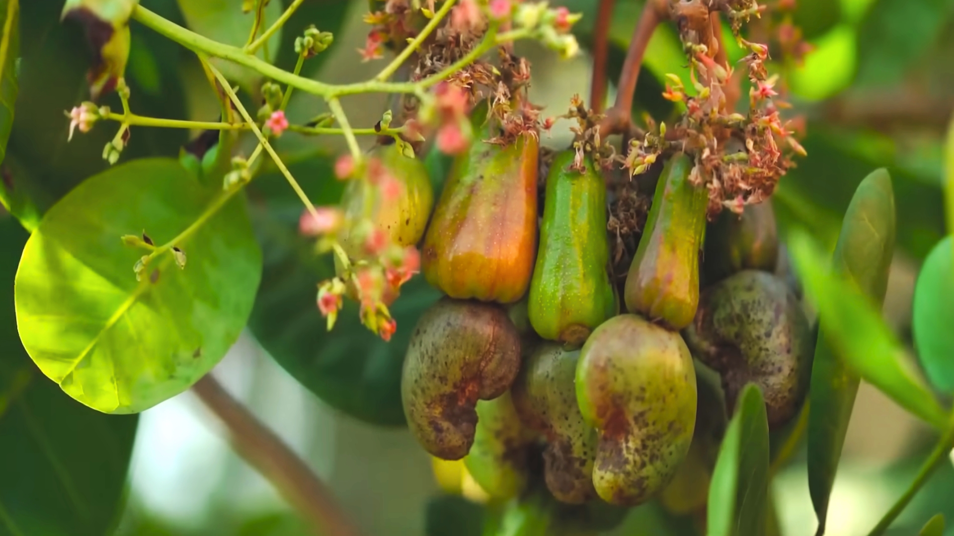 The Role of Cashews in Managing Healthy Blood Sugar Levels Unveiled!