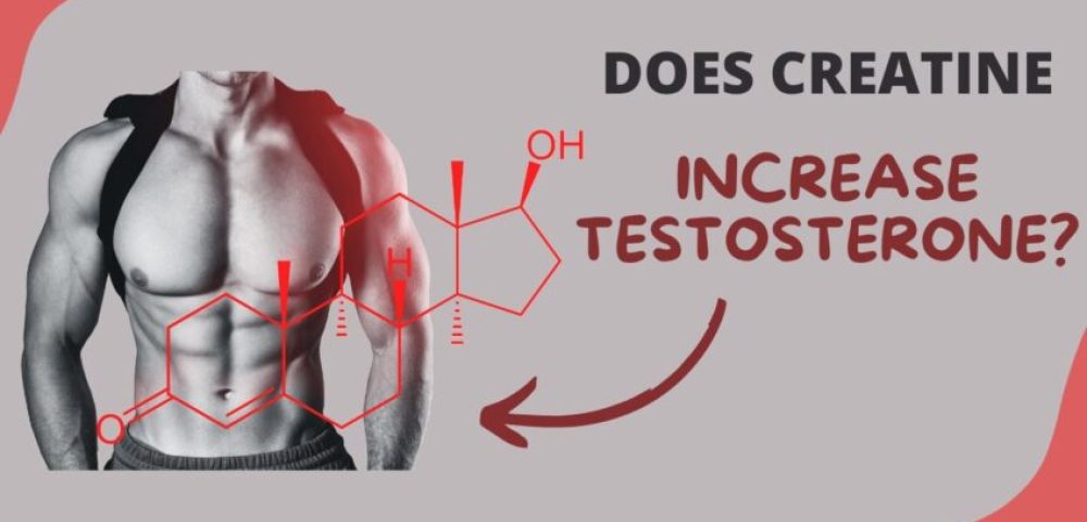 Creatine Increases Testosterone - Man Health